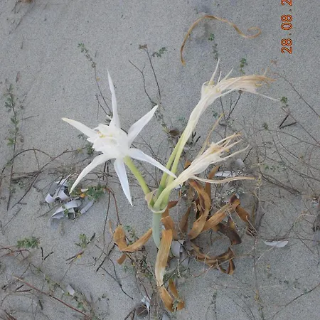 Stella Marina 別荘