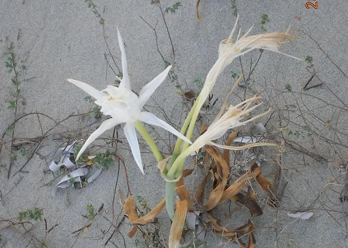 Stella Marina Casa vacanze